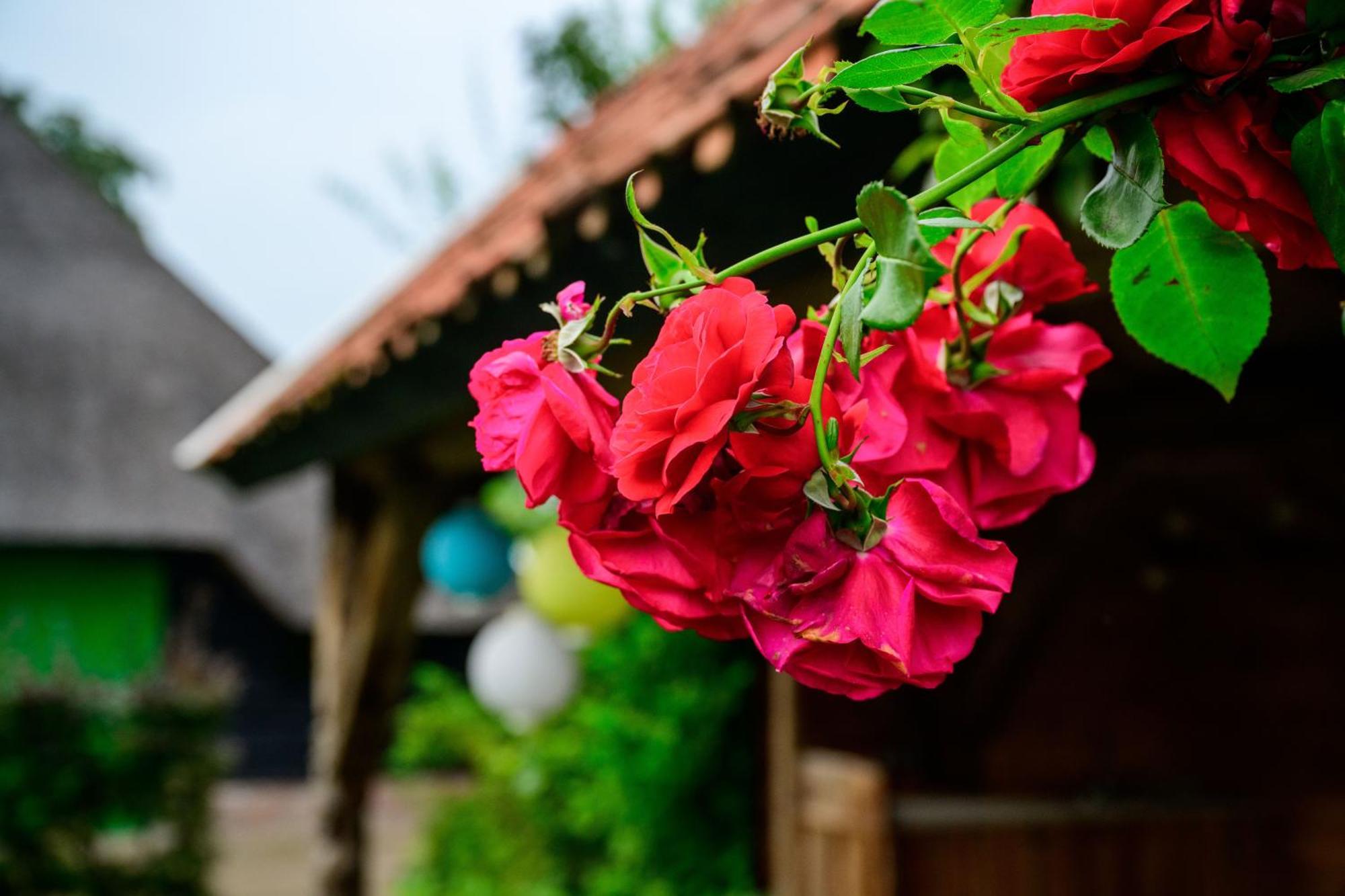 Vakantiehuis An Diek Staphorst Luaran gambar